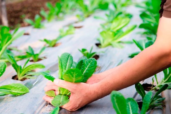 Sistema de Gestión de los Residuos Plásticos Agrícolas en España