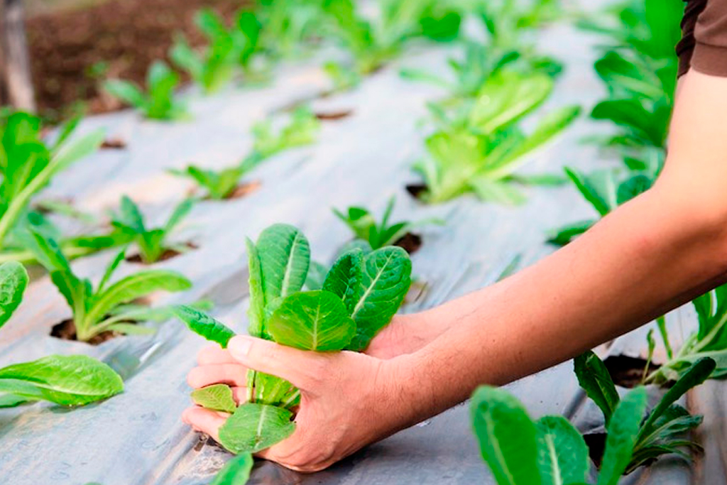 Sistema de Gestión de los Residuos Plásticos Agrícolas en España