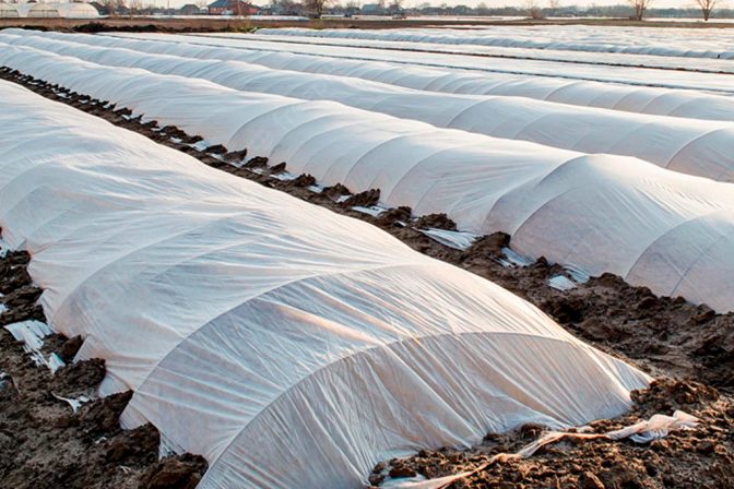 COEXPHAL y AGRA galardonadas en los II PREMIOS AGRO ALMERÍA