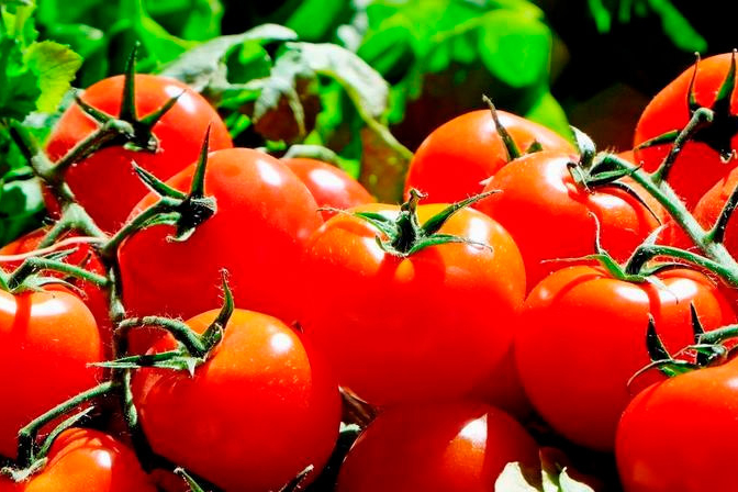 Los pesticidas, la clave de los riegos del tomate marroquí